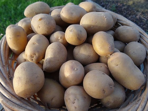 découvrez les variétés de pommes de terre de nazca, un trésor de biodiversité et de saveurs. apprenez-en plus sur ces tubercules uniques, leurs caractéristiques, leurs utilisations en cuisine et leur importance dans la culture péruvienne.